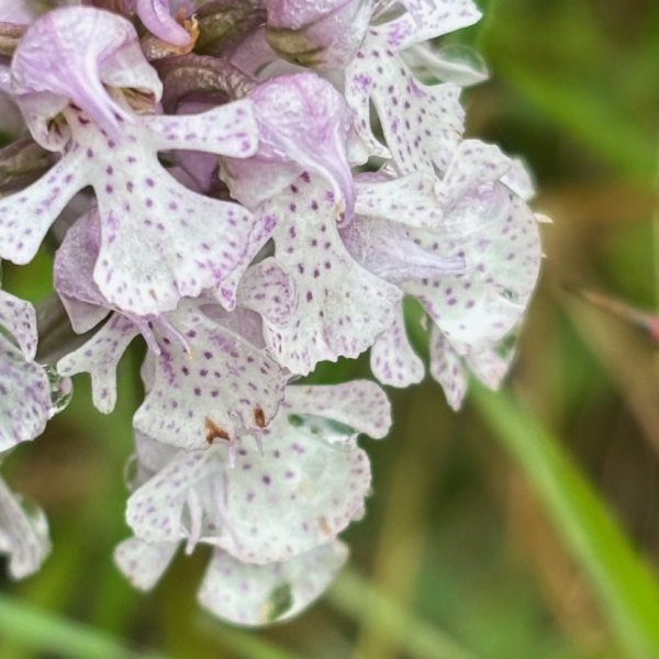 Neotinea conica